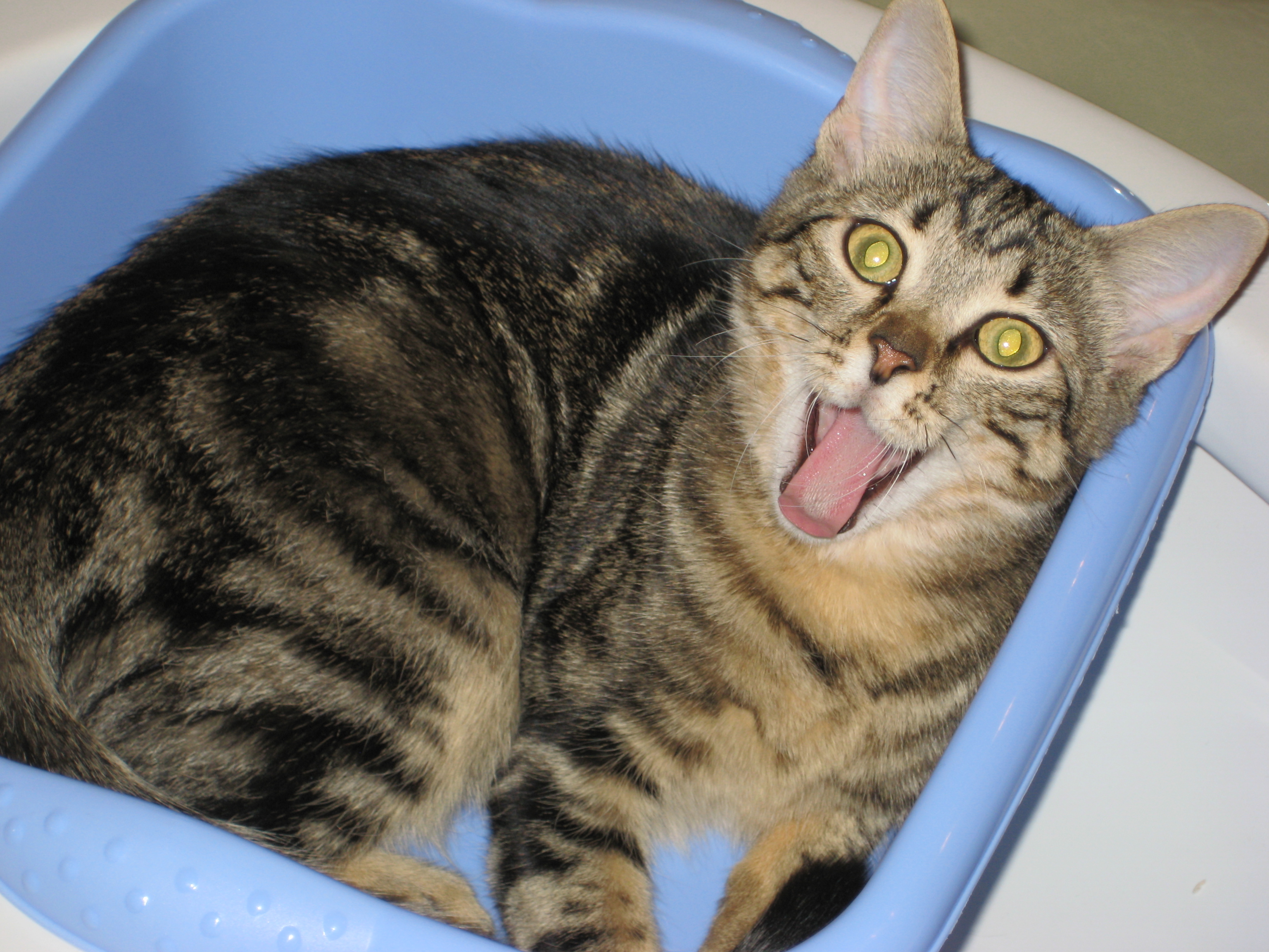 frightened_cat_by_asakura000.jpg