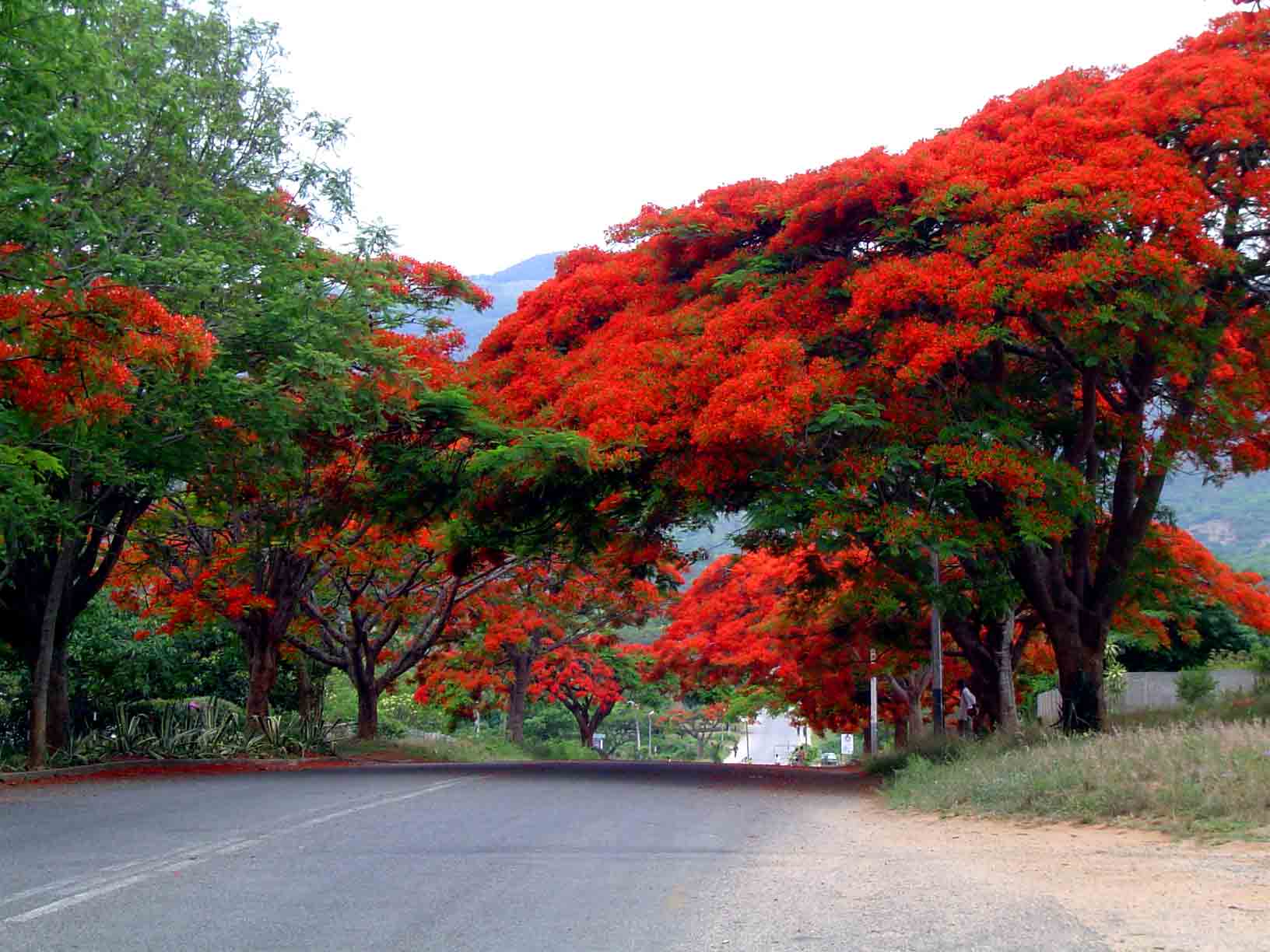 delonix_regia4.jpg