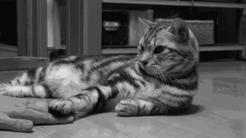 tumblr_m8x6fjq17T1rcru73o1_500.gif