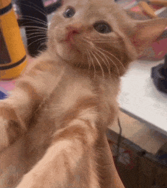 tenor.gif