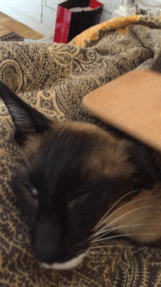tumblr_o9osti4Yk01tyncywo1_250.gif