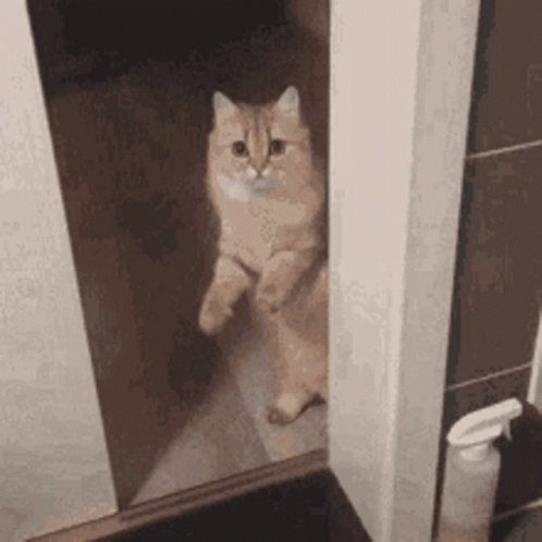 RiUjihN.gif