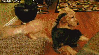 OBl1oYL.gif
