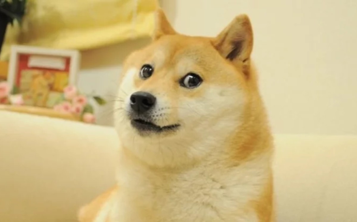 perrita-shiva-inu-meme-ve.jpg