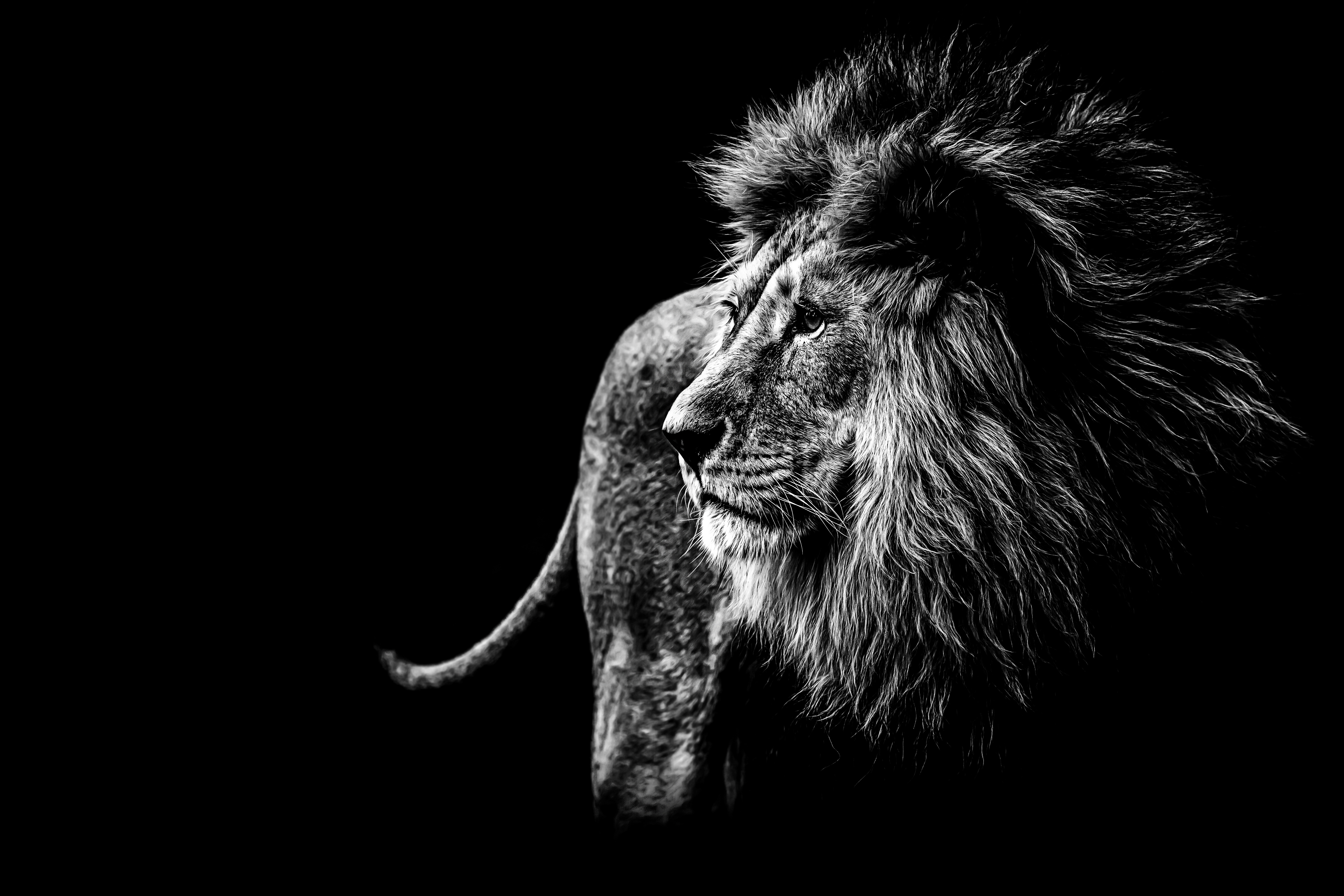 lion-in-black-and-white.jpg
