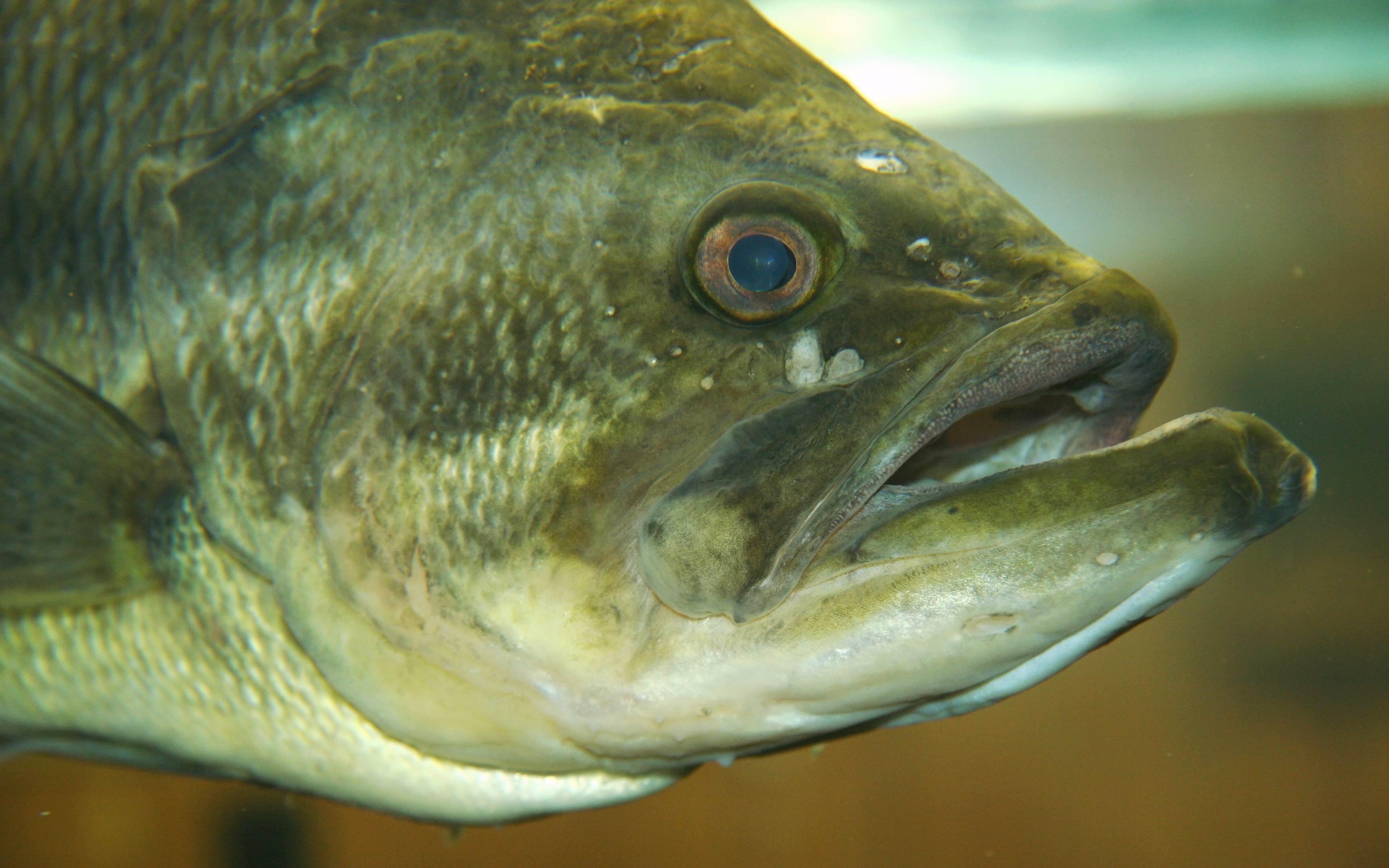 Largemouth.JPG