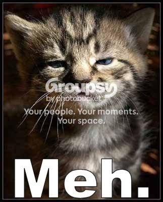 meh_cat.jpg