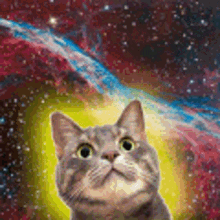 space-kitten.gif