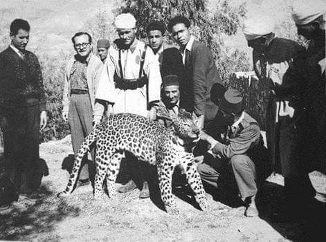 Atlas-leopard.jpg
