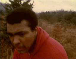 1Pfj.gif