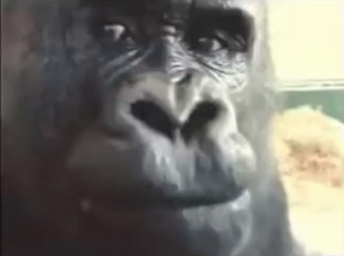 abbybarb-monkey.gif