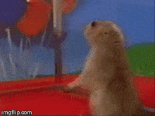 sopresa.gif
