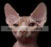 Sphynx-Cat.jpg