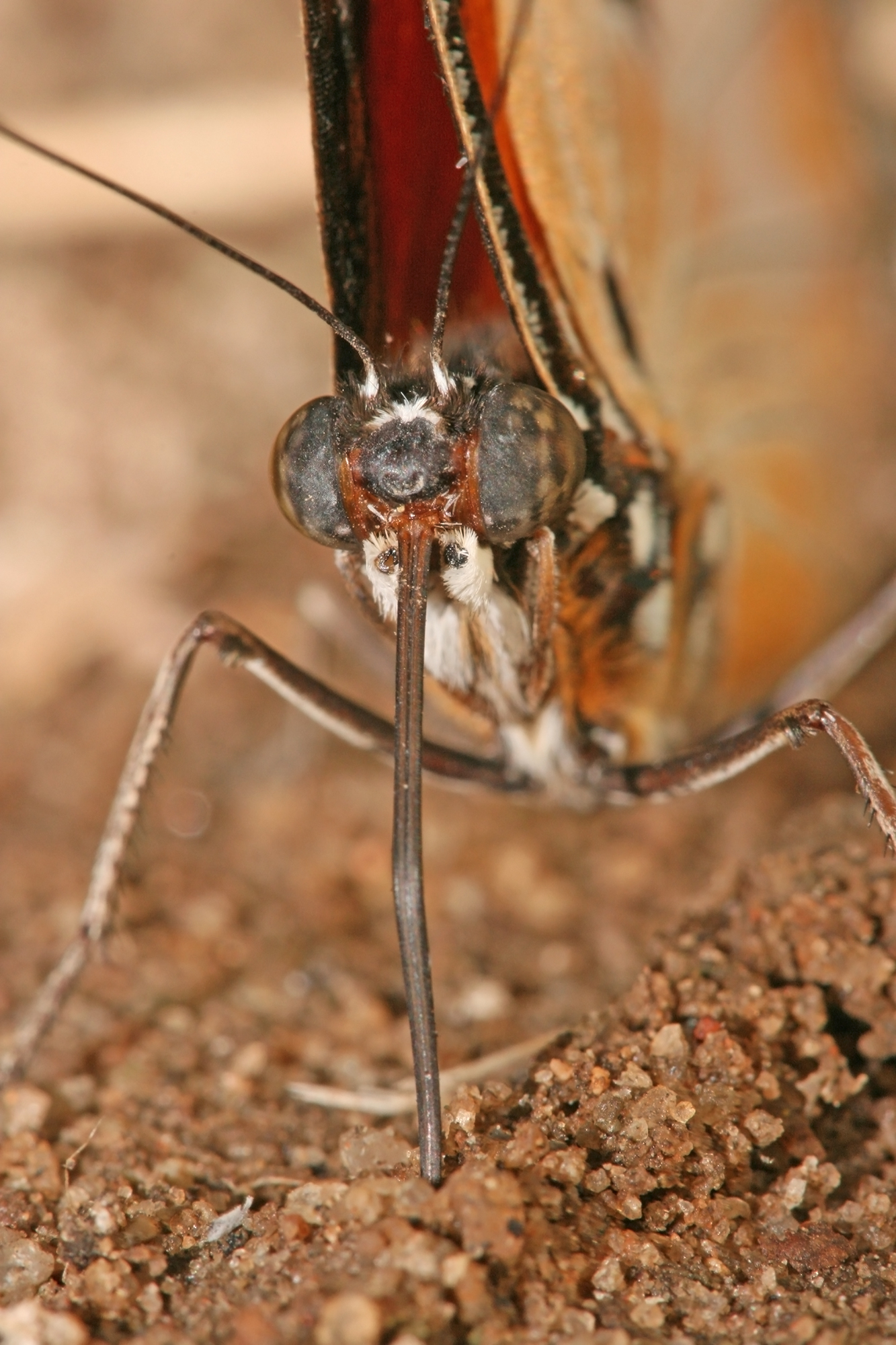Butterfly_portrait.jpg
