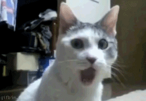 2NeMObH.gif