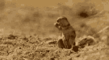 171805571181731.gif