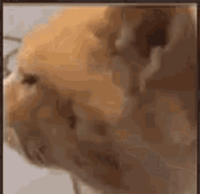 tenor.gif