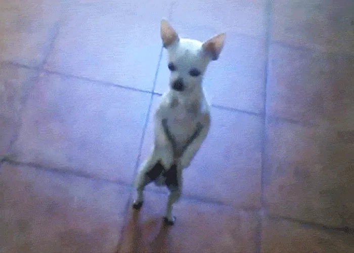 dZo7A.gif