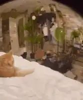 smug-smug-cat.webp