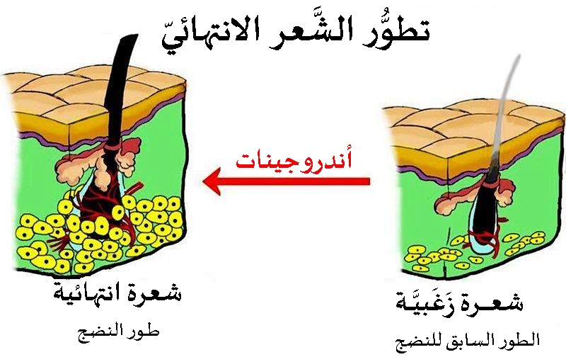 ar.wikipedia.org