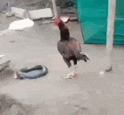chicken-shaking.gif