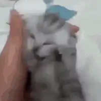 cat-stress-aaa.webp