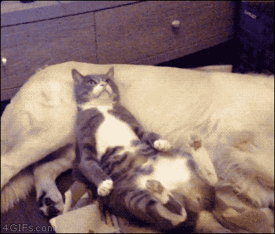 AeEiE0Q.gif