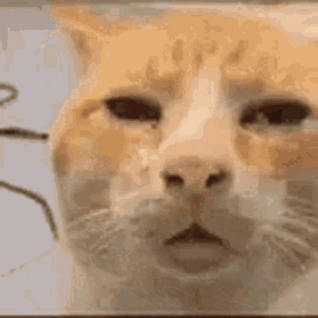 9SJ6CX6.gif