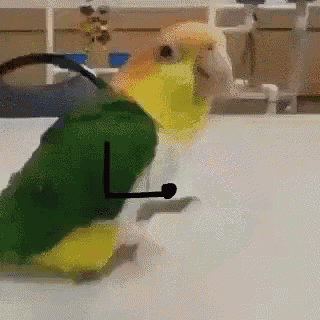 bird-doodle.gif