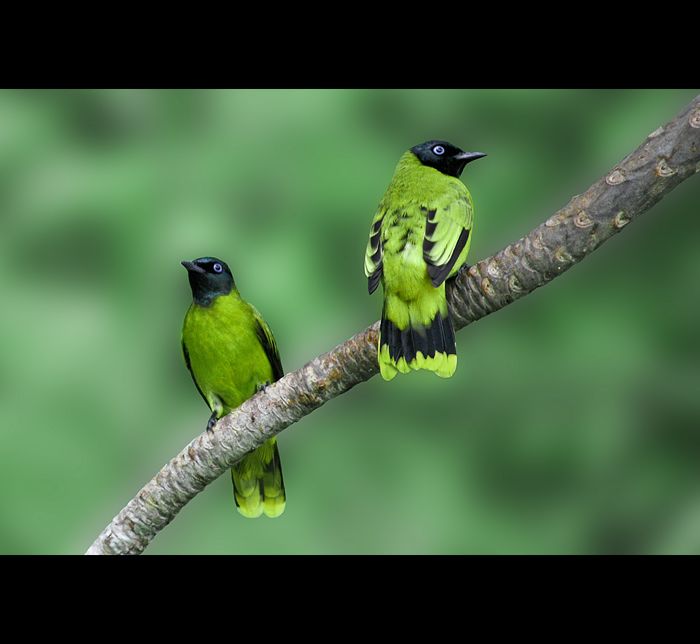 birds_2_by_ali_alnemer-d323yzh.jpg
