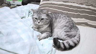 tumblr_o103i9qs7O1tyncywo1_400.gif