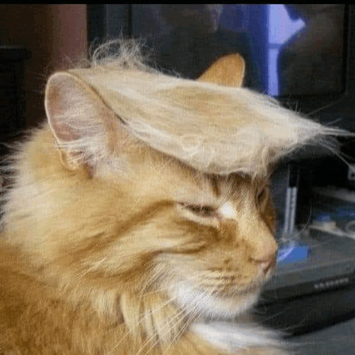 trump.png