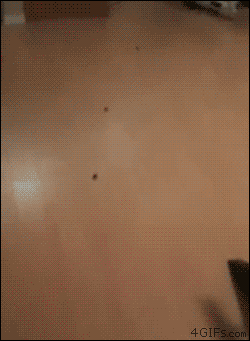 tumblr_mdltfxy46Z1qdlh1io1_250.gif