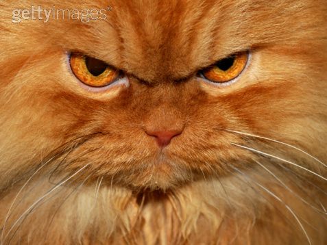 angry+eyes.jpg