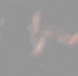 doakes-edit.gif