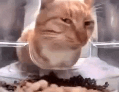 orange-cat-cat.gif