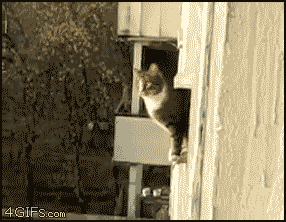 tumblr_lquddaIGvZ1qdlh1io1_400.gif