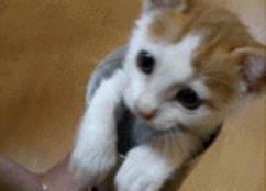 tumblr_mgjyxcyVWo1rk8ai3o1_250.gif