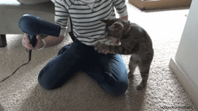tumblr_lzzm7frKkb1r9qm7oo1_400.gif