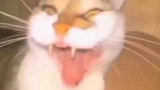 mqdefault.jpg