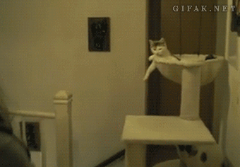 tumblr_mwmo7pj8G01qewacoo4_400.gif