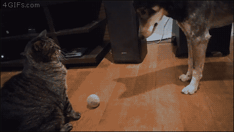 tumblr_o6xwueKrFn1tlb56zo1_500.gif