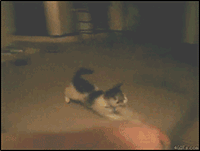 tumblr_kru81kPhKi1qzbwigo1_250.gif