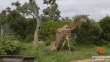lions-lion.gif