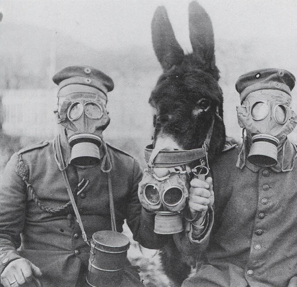 masque-a-gaz-pour-ane.jpg