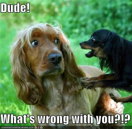 dogs.jpg