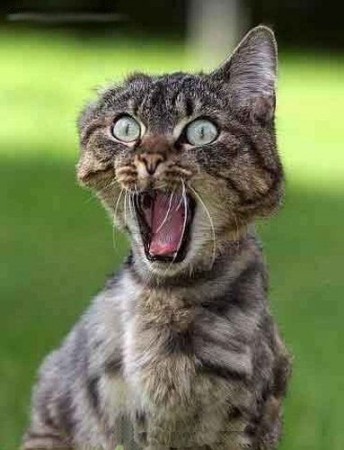 medium_chat-peur-humour-animal.jpg