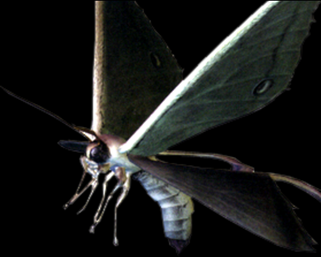 moth.png