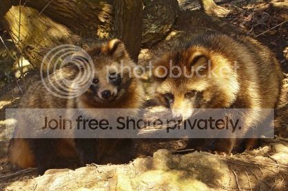 1024pxTanuki01_960_zps295e543e.jpg