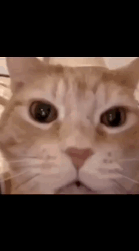 srslyyelena-cat-yelling.gif